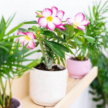 Adenium obesum Pink Star - Desert Rose Plant - In Bud & Bloom