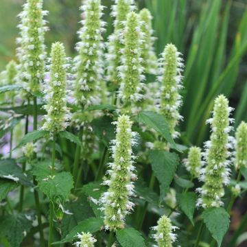 Agastache rugosa Alabaster