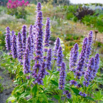 Agastache Blue Fortune - Mexican Giant Hyssop