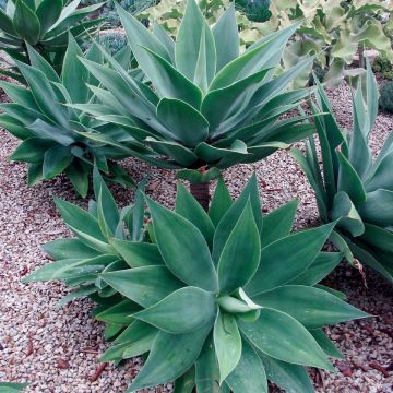 Agave attenuata - Foxtail agave