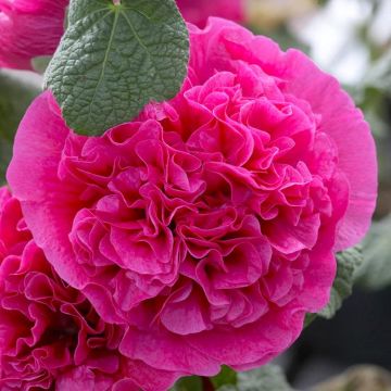 Alcea rosea "Chaters Double Violet"