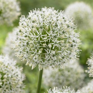 Allium stipitatum Mount Everest - 1 Giant Bulb