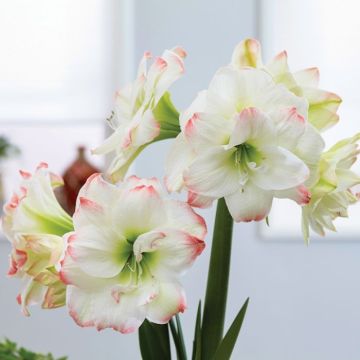 Amaryllis Amadeus Candy