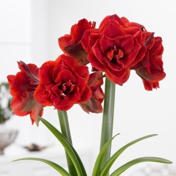 Amaryllis - DOUBLE CHERRY RED - Gift Boxed Hippeastrum Bulb