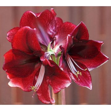 Amaryllis - Daphne - Hippeastrum Bulb