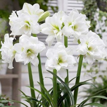 Amaryllis - White Nymph - DOUBLE WHITE - Hippeastrum Bulb