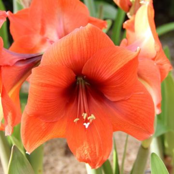 Amaryllis Horizon