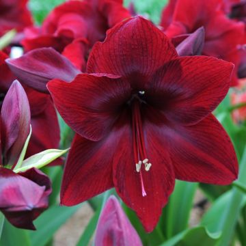 Amaryllis Red Pearl