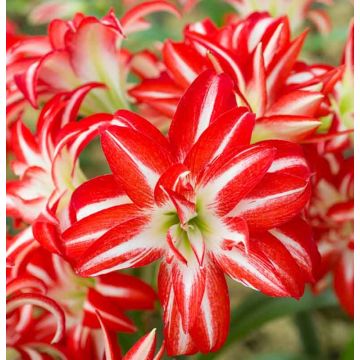 Amaryllis - Double Flowered SPLASH - Gift Boxed Hippeastrum Bulb