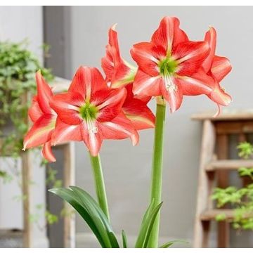 Garden Amaryllis - Striped Beauty - Hippeastrum - Pack of THREE