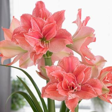 Amaryllis - SWEET NYMPH - Double Soft Pink Hippeastrum Bulb