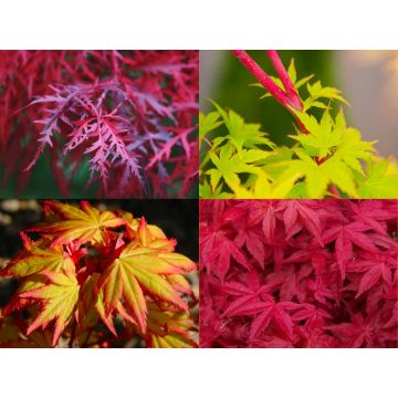 Amazing Acers - Japanese Maple Collection