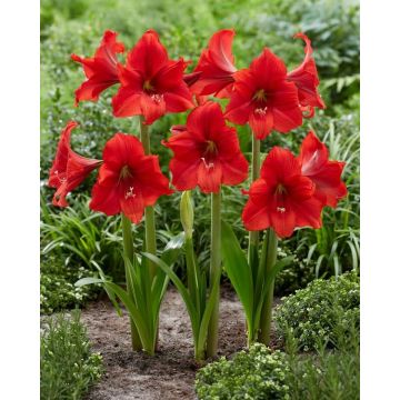 Garden Amaryllis - Red Tiger - Hippeastrum - Pack of THREE