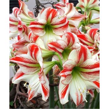 HUGE Goliath Sized Amaryllis Ambiance Amaryllis Bulbs Ready to Bloom