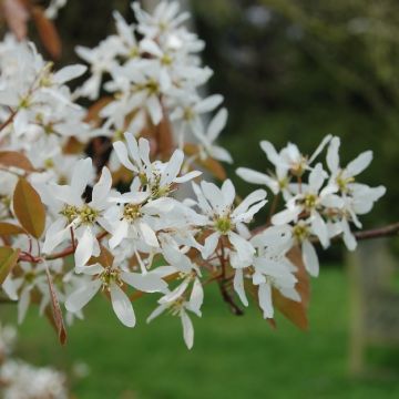 Amelanchier lamarckii - Snow June Berry