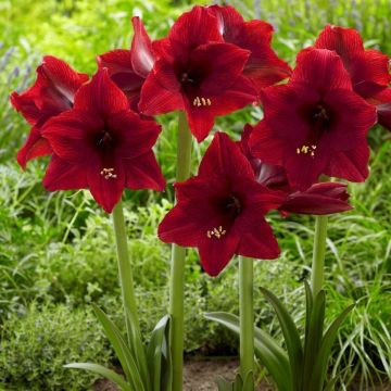 Garden Amaryllis - Arabian Night - Hippeastrum - Pack of THREE