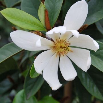 Magnolia Fairy White - Evergreen Tulip Tree circa 100cm