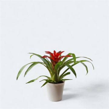 Guzmania 'Blitz'