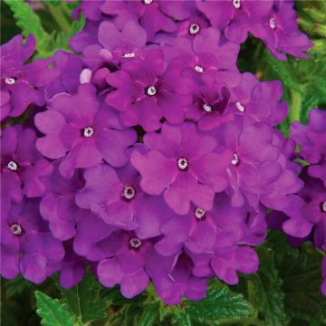 Cascading Verbena Lanai Blue