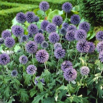 Echinops - Ritro 'Blue Glow' - Globe Thistle