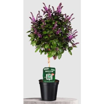 Basil Tree - Fragrant and Colourful - Ocimum basilicum