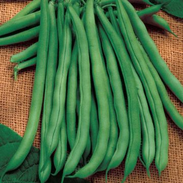 Climbing French Bean - Blue Lake