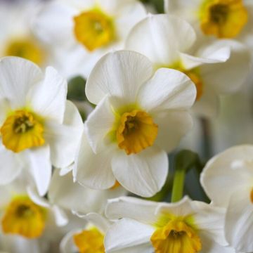 Narcissus Beautiful Eyes  - Pack of 10