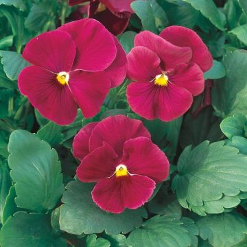 Pansy RED - in Bud and Bloom