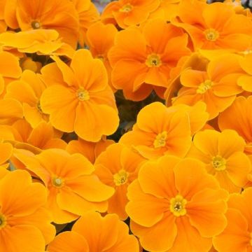 Polyanthus Orange