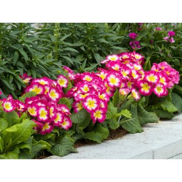 Polyanthus Rose Pink Bicolour