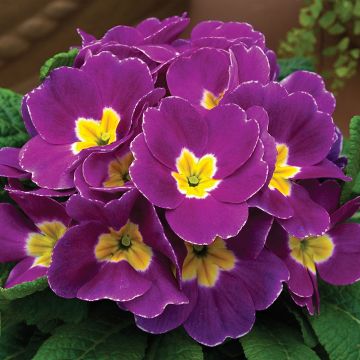 Polyanthus Purple