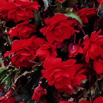 Begonia Cascade Red