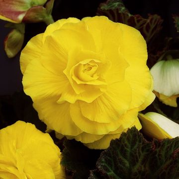 Begonia tuberous Double Yellow