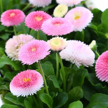 Bellis Daisy Flowered Speedstar Rose -  in Bud & Bloom