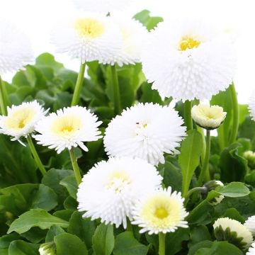 Bellis Daisy Flowered Speedstar White - in Bud and Bloom