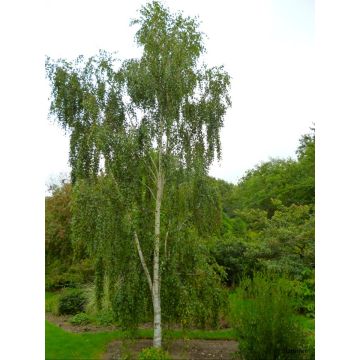 Betula pendula Tristis - Weeping Silver Birch Tree - 180-220cm tall Young Tree