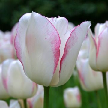 Tulip Blushing Girl - Pack of 10