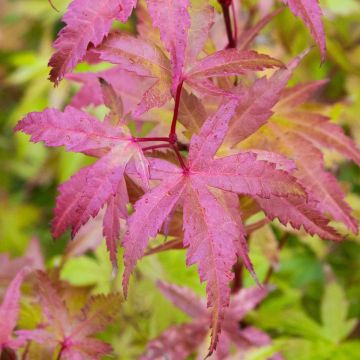 Acer palmatum 'Brown Sugar'