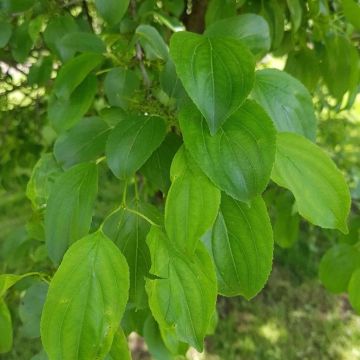 PRE-ORDER: Rhamnus Cathartica - Buckthorn - Bare Root Hedging 60-80cm - Pack of 12