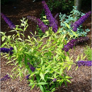 Buddleja davidii Magda's Gold Knight