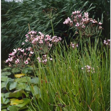 Butomus umbellatus - Pond Plant