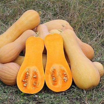 Butternut Squash - Waltham Butternut