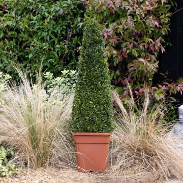 Topiary Box EGYTIAN Pyramid - Premium Quality Topiary Buxus - 80-100cm Pyramid