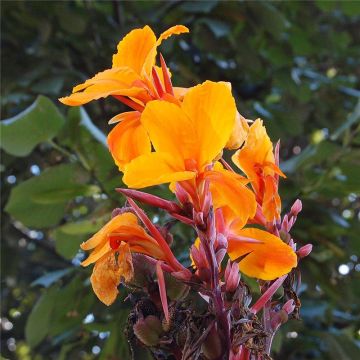 Canna 'Pacific Beauty'