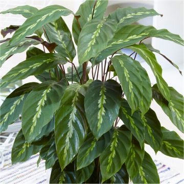 Calathea louisae 'Mauri Queen' - Prayer Plant 