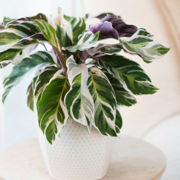 Calathea Fusion White