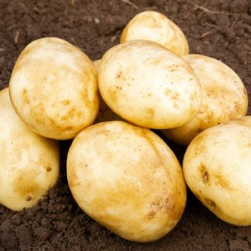 Caledonian Pearl - First Early Seed Potatoes - Pack of 10