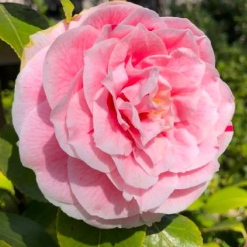 Camellia japonica Bonomiana Nova