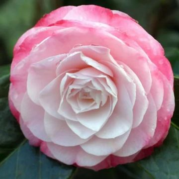 Camellia Oscar Borini