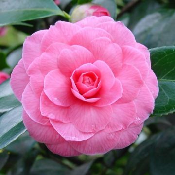 Camellia japonica Pink Perfection - Double Pink Evergreen Camellia -Large Specimen